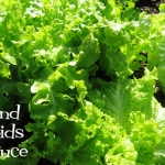 (Whole 1 Oz.) ผักสลัด แกรนด์เรฟพิด - Grand Rapids Lettuce