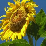 (Whole 1 Oz) ทานตะวันแมมมอธ - Mammoth Grey Stripe Sunflower