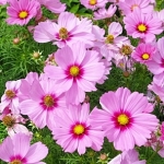 ดาวกระจายสีชมพู - Pink Cosmos Flower