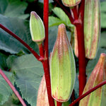 กะเจี๊ยบมอญฮิลคันทรี - Hill Country Okra