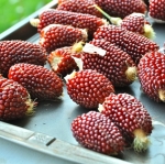 (Whole 1 oz) ข้าวโพดสตรอเบอรี่ - Red Strawberry Corn