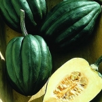 ฟักทองอะคอน สครอช - Acorn Squash