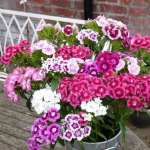 (Whole 1 Oz.) ดอกผีเสื้อ สวีทวิลเลี่ยม คละสี - Sweet William Dianthus Flower