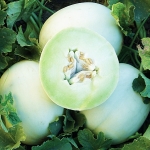 เมล่อนฮันนี่ดิว เนื้อเขียว - Green Honeydew Melon
