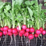 (Whole 1 LB) แรดิชเชอรี่ - Cherry Belle Radish Seed