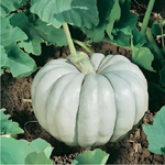 เมล็ดพันธุ์ ฟักทอง บูลฮาร์เวสท์ Blue Harvest F1 Pumpkin Seed