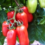 มะเขือเทศซานมาซาโน่ - San Marzano tomato