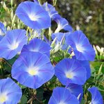 เมล็ดพันธุ์ บูลสตาร์ มอร์นิ่งกลอรี Blue Star Morning Glory Seed