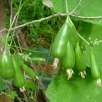 บวบหอมพวง - Bunch Sponge Gourd