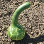 น้ำเต้าดิปเปอร์ - Dipper Gourd