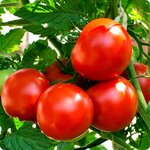 เมล็ดพันธุ์ มะเขือเทศ โอรีกอน สปริง - Oregon Spring Tomato Seed