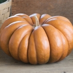 ฟักทอง มัสกี้ - Musque De Provence