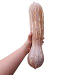 เมล็ดพันธุ์ ฟักทอง เงือกสองใจ Ngueak Song Jai Squash Seed