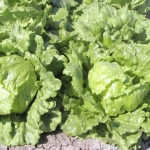 ผักสลัดไอซ์เบิร์ก - Iceberg Lettuce