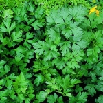 พาสเลย์อิตาเลียน - Flat Leaf Italian Parsley