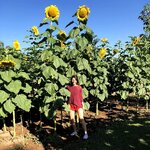 ทานตะวัน แบล็ครัสเซีย ต้นสูงใหญ่ - Black Russia Sunflower Seed