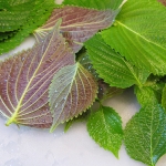 เมล็ดพันธุ์ ใบงาเกาหลี ซิโซะเกาหลี - Korean Perilla Shiso Seed