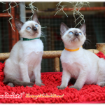 น้องแมวมมาใหม่ 2/2562