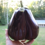 เมล็ดพันธุ์ มะเขือม่วง แบล็คบิวตี้ - Black Beauty Eggplant Seed