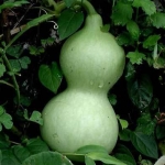 น้ำเต้าเซียน(พระถังซำจั๋ง) - Bottle Gourd