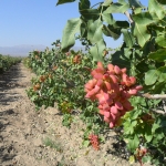 พิสทาชิโอ - Turkey Pistachio