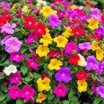 เมล็ดพันธุ์ ดอกบานเย็น คละสี Mix Four o'clock Flower Seed 20 เมล็ด