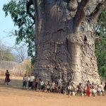 ต้นไม้ยักษ์ เบาบับดิจิทาทา - Adansonia digitata baobab
