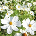 (Whole 1 Oz) ดาวกระจายสีขาว - White Cosmos Flower