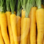 แครอท สีเหลือง - Solar yellow carrot
