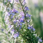 โรสแมรี่ - Rosemary Herb