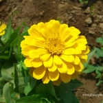(Whole 1 Oz) ดอกบานชื่นสีเหลือง - Yellow Zinnia Flower