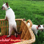 น้องแมว 16/8/2558