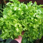 (Whole 1 Oz.) ผักสลัดโบว์ลเขียว - White Salad Bowl Lettuce