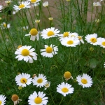 คาโมมาย เยอรมัน - Common German Chamomile