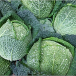 กะหล่ำปลี ซาวอย - Savoy cabbage