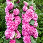 เมล็ดพันธุ์ ดอกโฮลลี่ฮ็อคซ้อนคละสี - Mix Double Hollyhock Flower