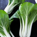 กวางตุ้งฮ่องเต้ก้านขาว - Canton Pak Choi