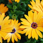 ดอกเดซี่แอฟริกา - African Daisy Flower