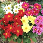 ดอกรักเร่ ฟิกาโร่ คละสี - Mixed Figaro Dahlia