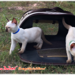 น้องแมว 12/7/2558