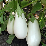 มะเขือขาวแคสเปอร์ - Casper Eggplant