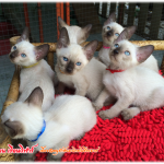 น้องแมว 7/8/2559