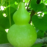 (Whole 1 Oz) น้ำเต้าเซียน - Bottle Gourd