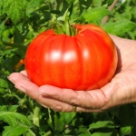 มะเขือเทศสเต็กสีแดง - Red Beefsteak Tomato