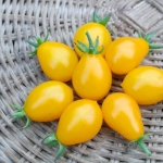 มะเขือเทศพลัม - Yellow Plum Tomato