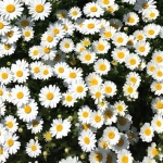 ดอกคีปปิ้งเดซี่ - Creeping Daisy Flower