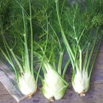 (Whole 1 Oz.) เฟนเนล - Florence Fennel
