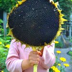 ทานตะวัน แบล็ครัสเซีย - Black Russian Sunflower