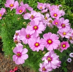 (Whole 1 Oz) ดาวกระจายสีชมพู - Pink Cosmos Flower