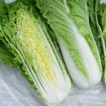 ผักกาดขาวมิชิฮิริ - Michihili Chinese cabbage